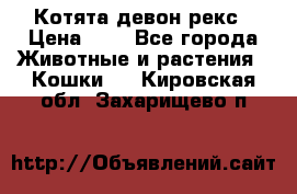 Котята девон рекс › Цена ­ 1 - Все города Животные и растения » Кошки   . Кировская обл.,Захарищево п.